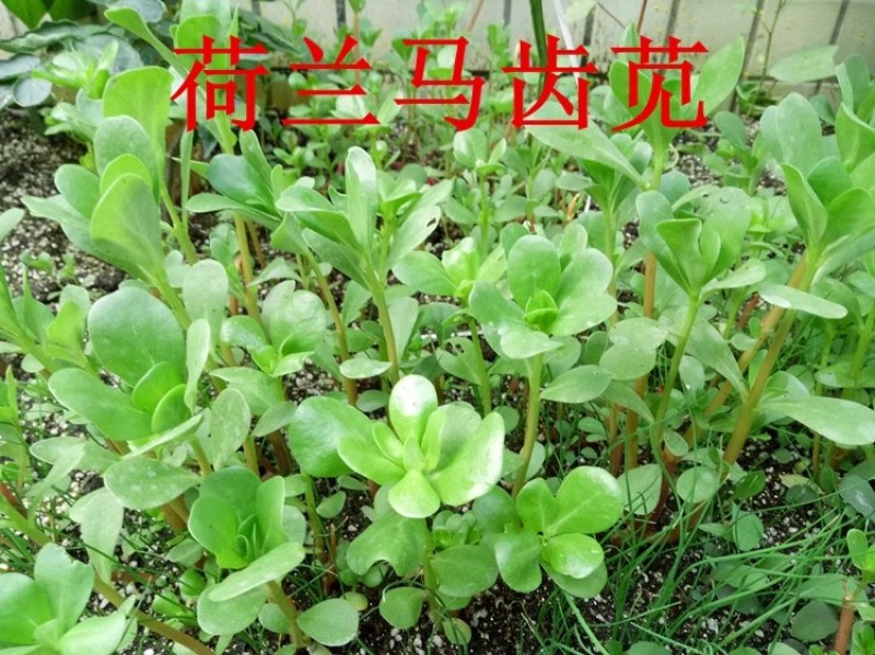 马齿苋种子荷兰直立大叶马齿苋野菜种籽马蜂菜籽蚂蚱菜种子