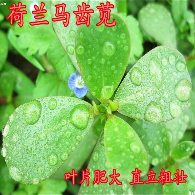 马齿苋种子荷兰直立大叶马齿苋野菜种籽马蜂菜籽蚂蚱菜种子