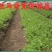 马齿苋种子荷兰直立大叶马齿苋野菜种籽马蜂菜籽蚂蚱菜种子