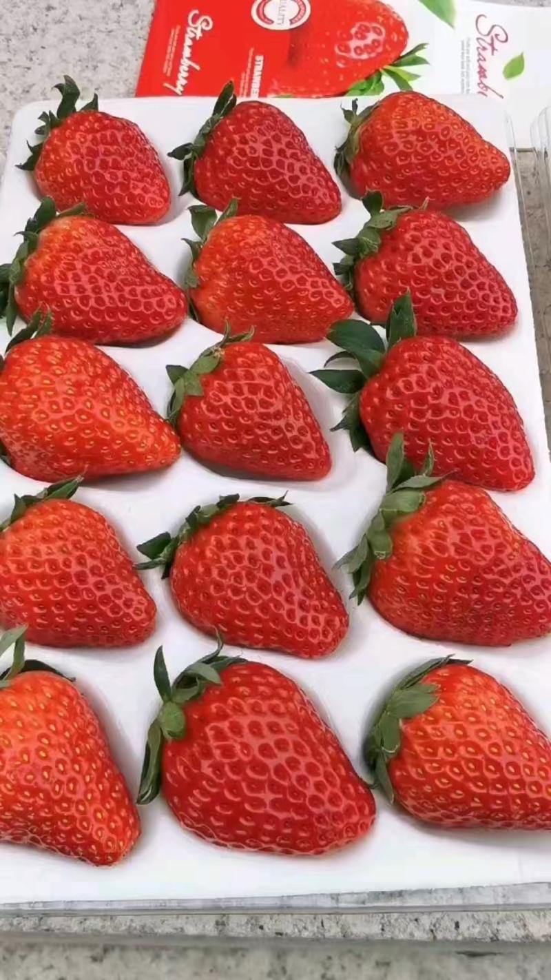 精品红颜草莓开始上市品质好供货稳定欢迎咨询