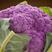 紫晶一号紫花菜种子，紫色花椰菜种子，生食脆嫩，耐寒，抗病