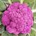紫晶一号紫花菜种子，紫色花椰菜种子，生食脆嫩，耐寒，抗病