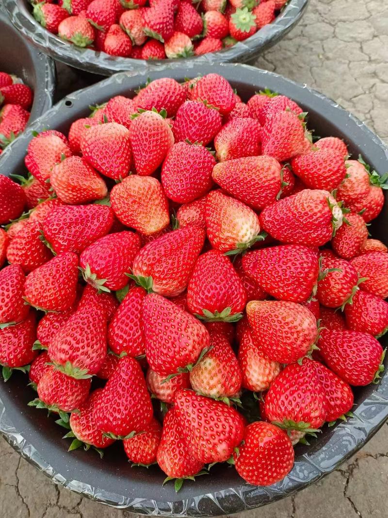 精品红颜草莓开始上市品质好供货稳定欢迎咨询