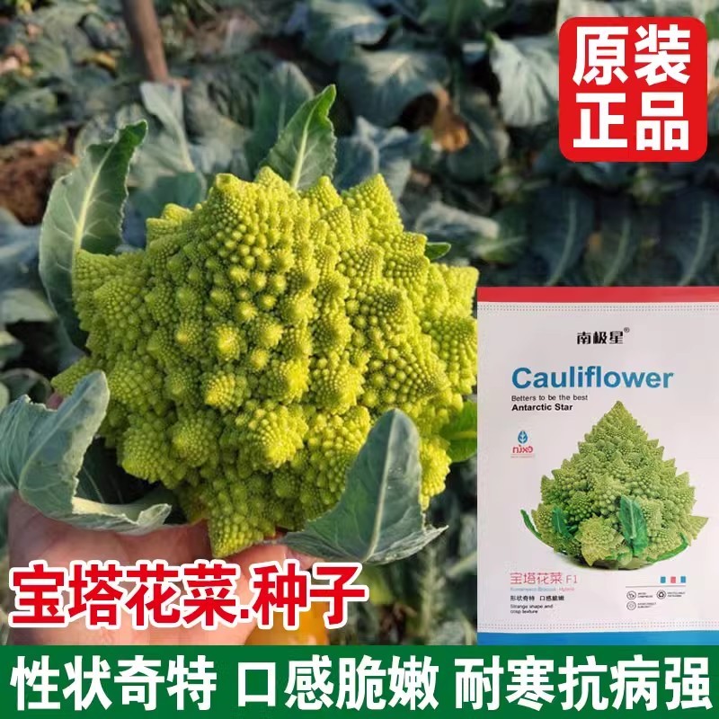 宝塔菜种子宝塔花椰菜种子菜花种夏播秋四季蔬菜花菜种孑