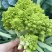 宝塔菜种子宝塔花椰菜种子菜花种夏播秋四季蔬菜花菜种孑