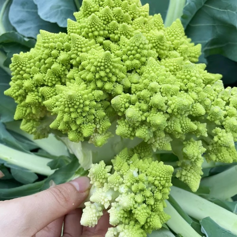 宝塔菜种子宝塔花椰菜种子菜花种夏播秋四季蔬菜花菜种孑