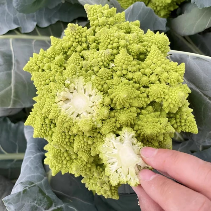宝塔菜种子宝塔花椰菜种子菜花种夏播秋四季蔬菜花菜种孑