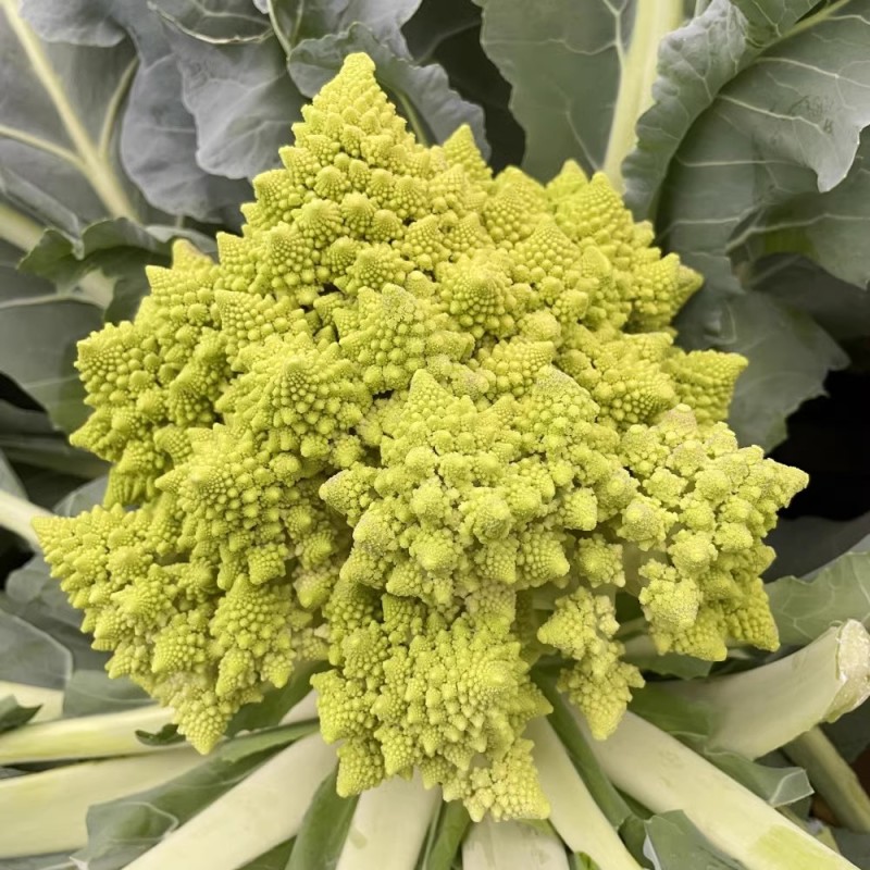 宝塔菜种子宝塔花椰菜种子菜花种夏播秋四季蔬菜花菜种孑