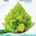 宝塔菜种子宝塔花椰菜种子菜花种夏播秋四季蔬菜花菜种孑