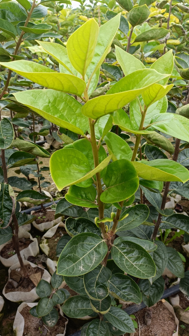 太秋甜柿钵体苗/欢迎前来实地看苗，包食宿