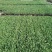 【菜花苗】中牟菜花苗基地，大量供应一手货源，欢迎来电咨询