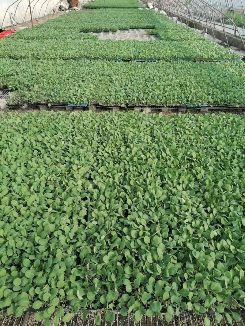 【菜花苗】中牟菜花苗基地，大量供应一手货源，欢迎来电咨询