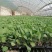 【菜花苗】中牟菜花苗基地，大量供应一手货源，欢迎来电咨询