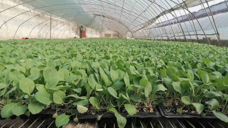 【菜花苗】中牟菜花苗基地，大量供应一手货源，欢迎来电咨询