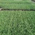 【菜花苗】中牟菜花苗基地，大量供应一手货源，欢迎来电咨询
