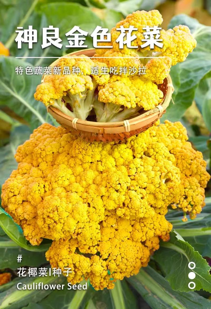 金色花菜种子黄色花椰菜种子彩色特色蔬菜种籽新品种
