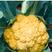 金色花菜种子黄色花椰菜种子彩色特色蔬菜种籽新品种