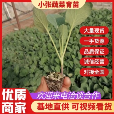 【菜花苗】中牟菜花苗基地，大量供应一手货源，欢迎来电咨询