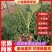 【菜花苗】中牟菜花苗基地，大量供应一手货源，欢迎来电咨询