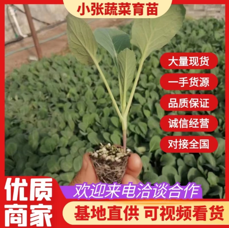 【菜花苗】中牟菜花苗基地，大量供应一手货源，欢迎来电咨询