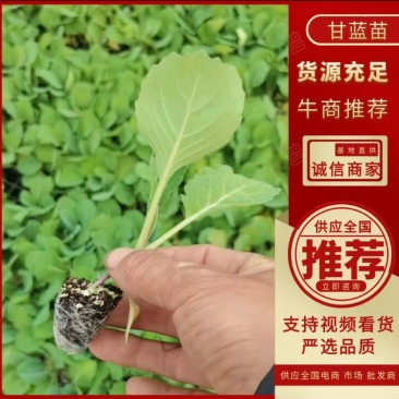 【推荐】包菜苗河南中牟包菜苗大量上市支持视频看货欢迎