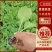 【推荐】包菜苗河南中牟包菜苗大量上市支持视频看货欢迎