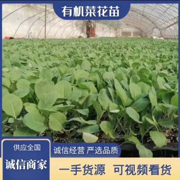 【优选】花菜苗中牟花菜苗大量供货代发全国欢迎来电咨询