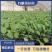 【优选】花菜苗中牟花菜苗大量供货代发全国欢迎来电咨询