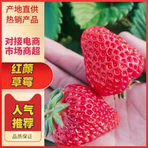 安徽蚌埠市固镇县万亩红颜草莓基地徐勇欢迎全国各地老板