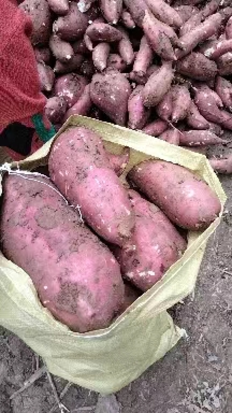 精品红薯商薯基地南阳产地直供全国批发商量大保质欢迎咨询
