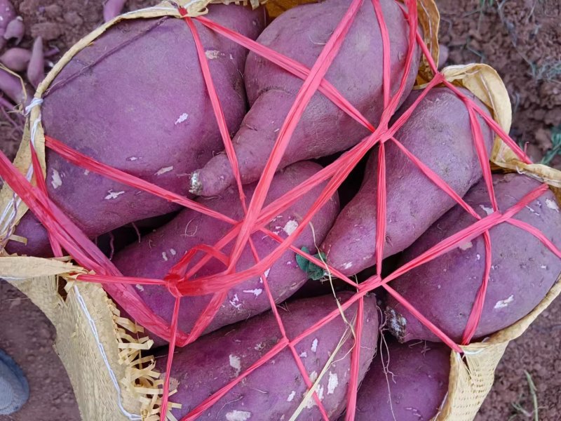 精品红薯商薯基地南阳产地直供全国批发商量大保质欢迎咨询