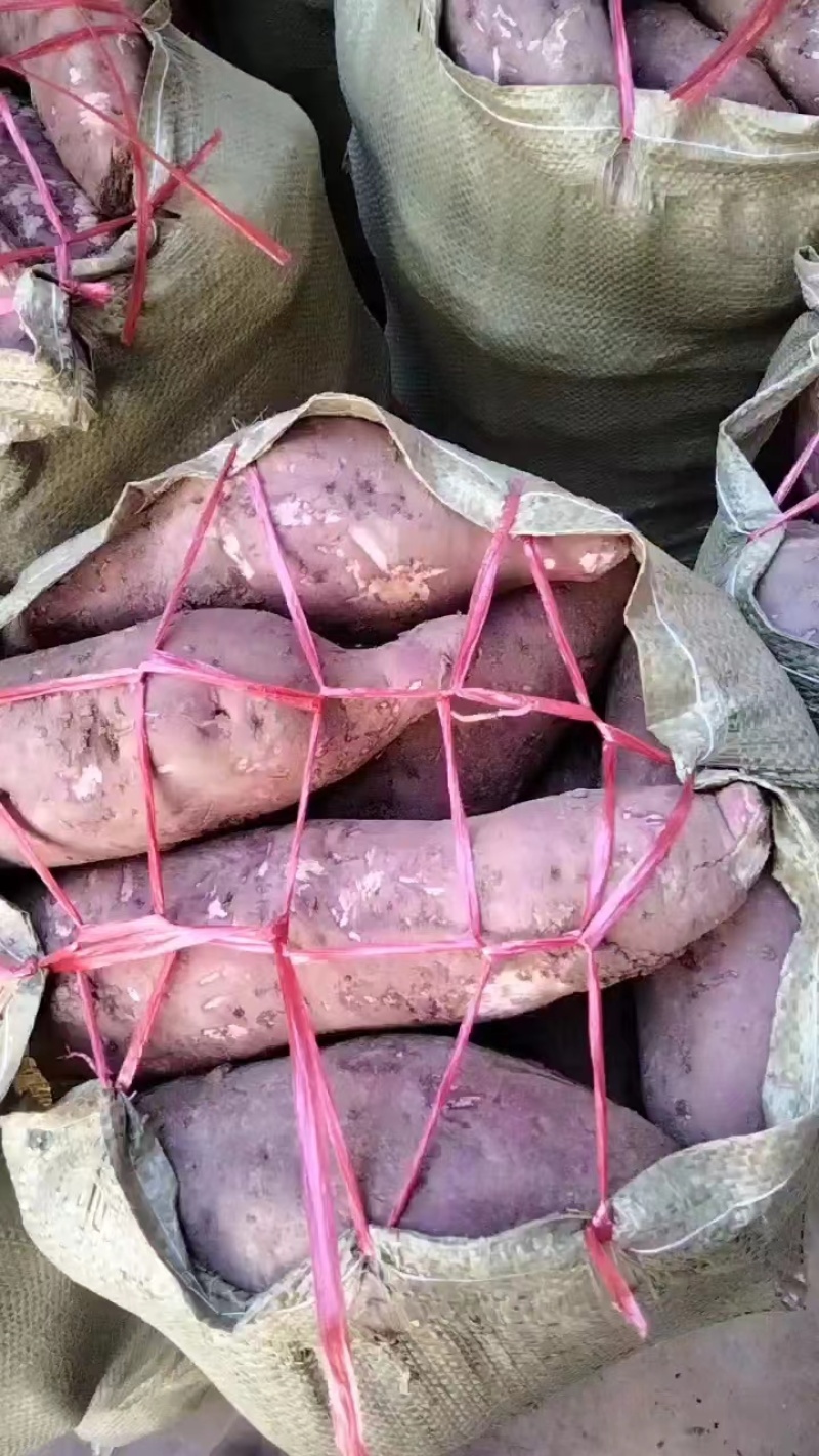 精品红薯商薯基地南阳产地直供全国批发商量大保质欢迎咨询