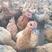 散养鸡新疆土鸡散养7个月以上肉质好包售后来电订货
