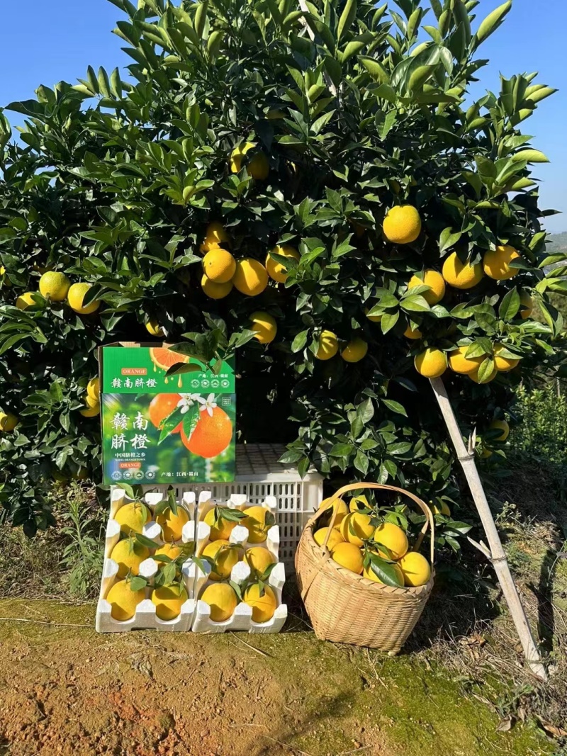 精品赣南脐橙规格齐全，价格优质欢迎老板咨询