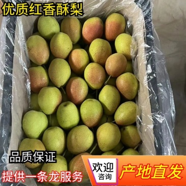 酥梨山西运城龙居红香酥梨现货供应保质保量欢迎咨询