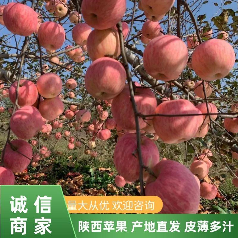 【苹果】陕西红富士苹果大量上市产地直发皮薄多汁