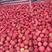 【苹果】陕西红富士苹果大量上市产地直发皮薄多汁