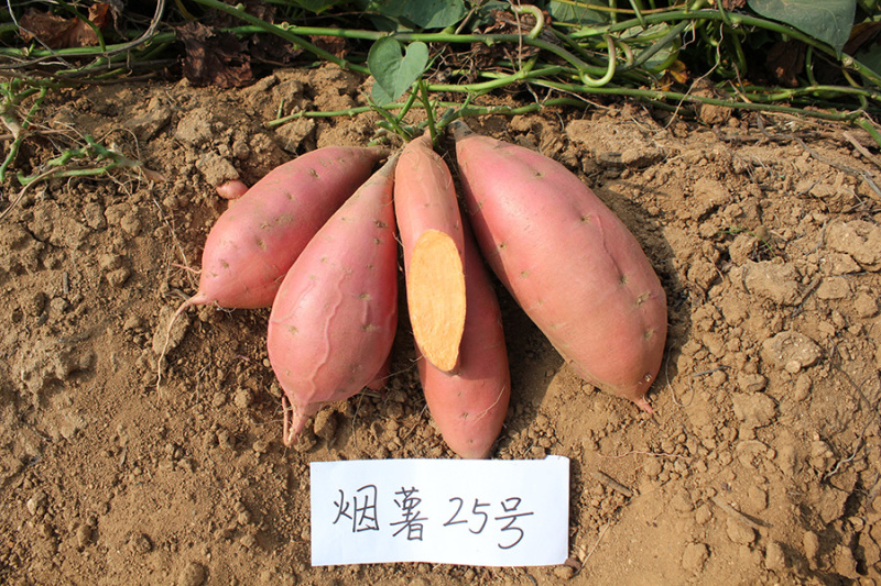 山东红薯烟薯25蜜薯电商一件代发对接批发商优良大量供应