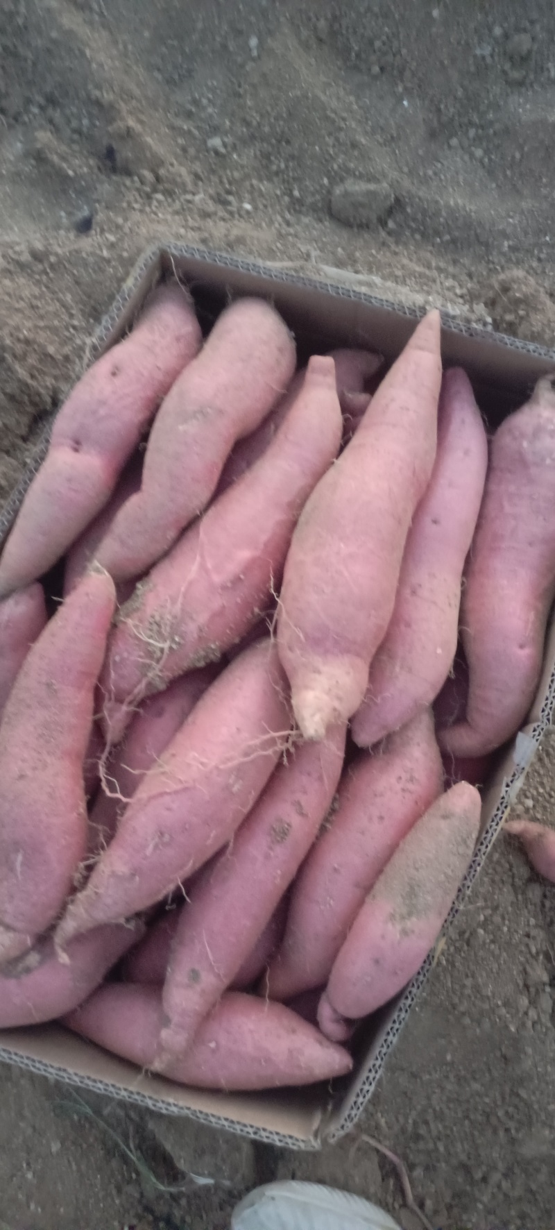 烟薯25，山东红薯量大质优，产地一手货源，全国发货