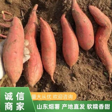 山东红薯烟薯25蜜薯电商一件代发对接批发商优良大量供应