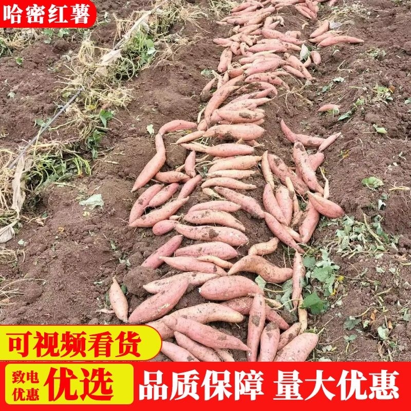 【冰糖心】哈密红薯河北廊坊新货上市万亩种植欢迎老板来电详谈