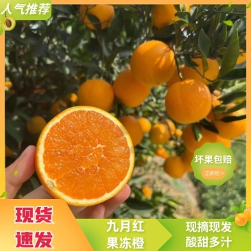 【九月红】脐橙基地发货，价格真实，诚信商家欢迎全国客商采购