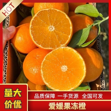 爱媛果冻橙规格齐全货源充足欢迎全国客商前来选购