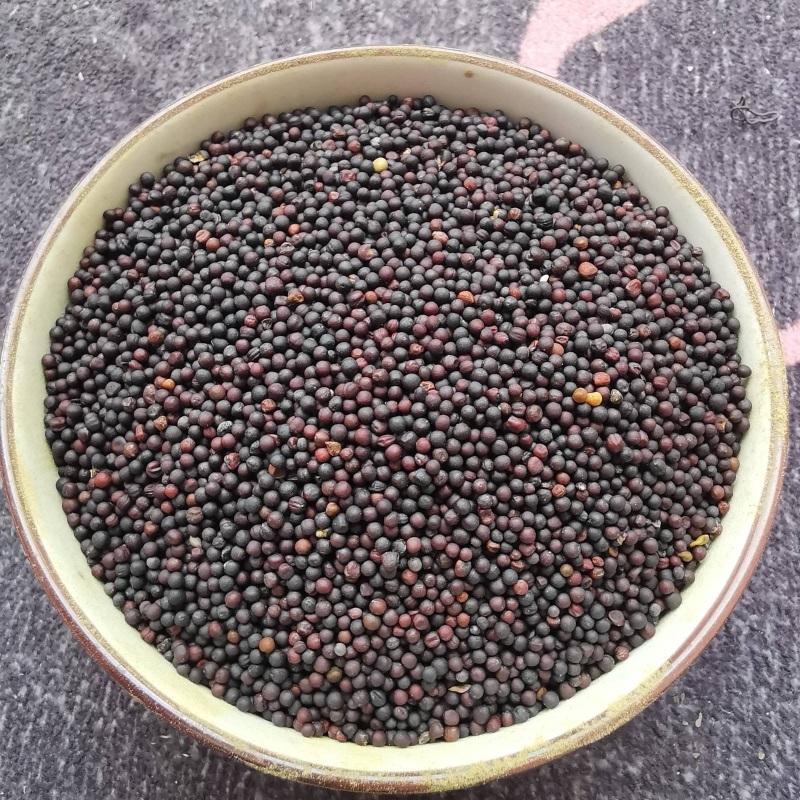 油菜籽江西新余产地直发自种自然成熟高油低阶酸