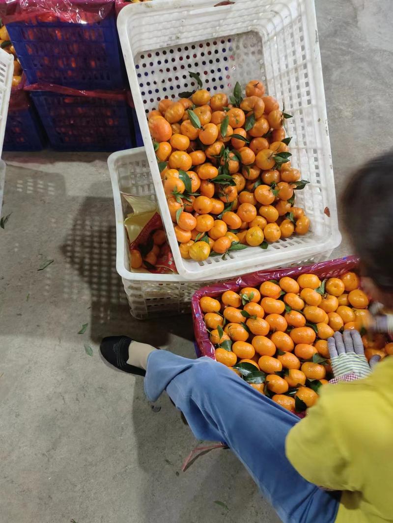 【广西柑桔】蜜广橘南丰蜜橘产地货源支持代发团购价格详谈