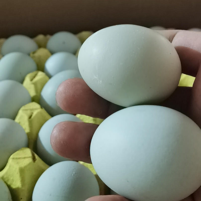 【整车270件起】绿壳蛋乌鸡蛋360枚/箱净重30-35