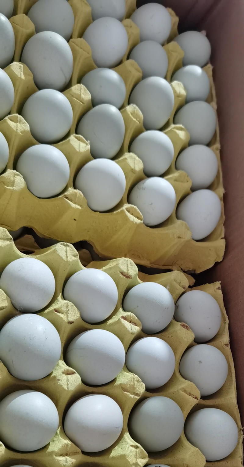 【整车270件起】绿壳蛋乌鸡蛋360枚/箱净重30-35