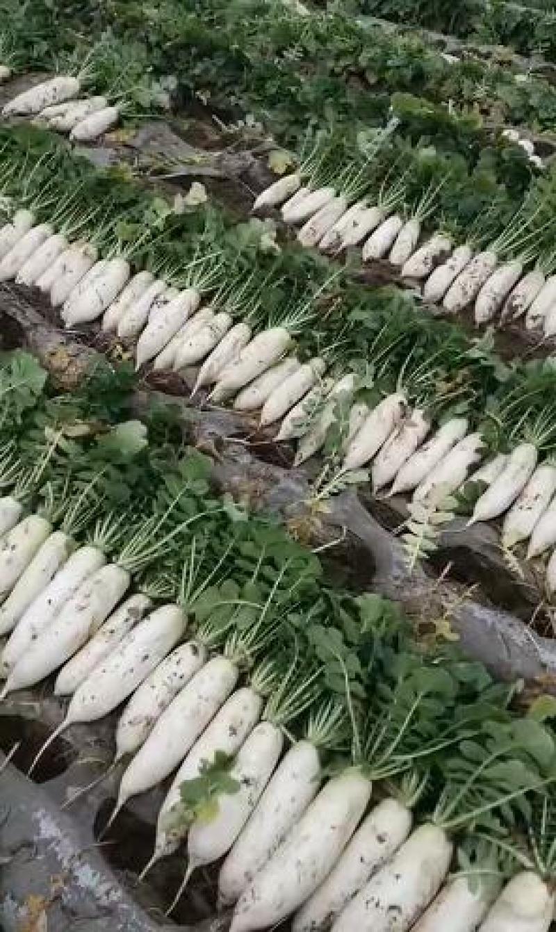 萝卜货源充足产地直供可视频看货对接商超欢迎订购
