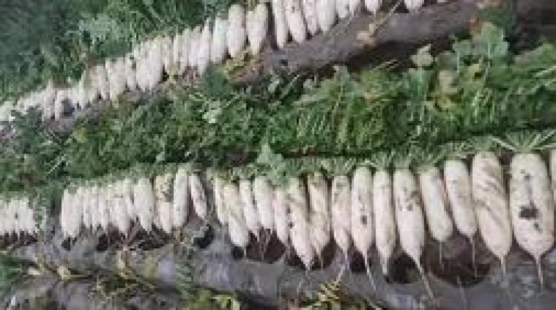 萝卜货源充足产地直供可视频看货对接商超欢迎订购