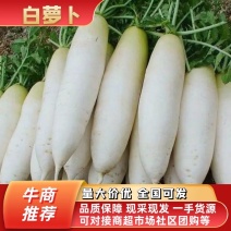 河北唐山白萝卜个大甜度高可煲汤可炒菜质量自己家种植